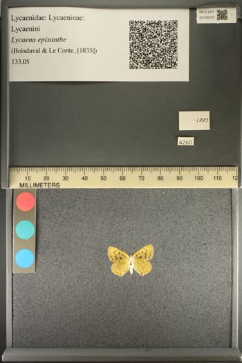 Media type: image;   Entomology 192537